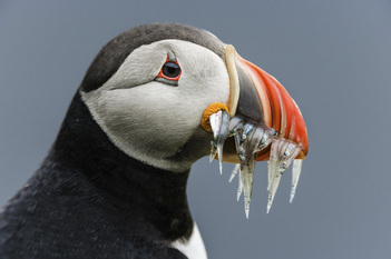 Portrait of an Atlantic Puffin, Iceland