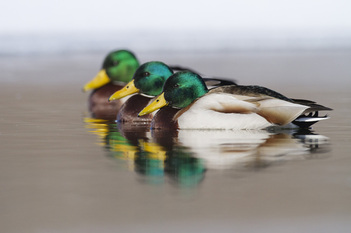 Mallard Ducks Swimming in a row