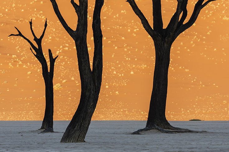 Trees in shadow silhouetted against a sunlit sand dune in Namib Desert, Namibia