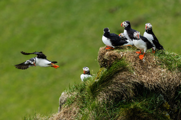 Atlantic Puffins at nesting site, Iceland