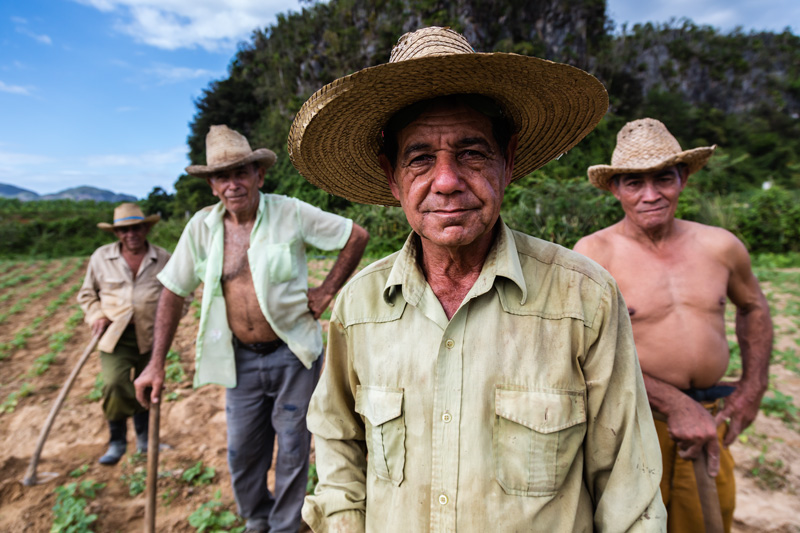 Farm Workes in a bean field in Viñales, Cuba